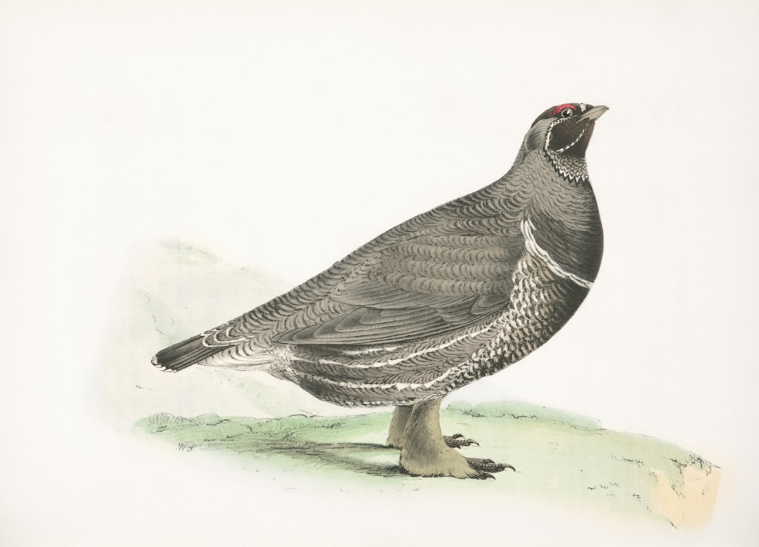 Different chicken breeds for egg production