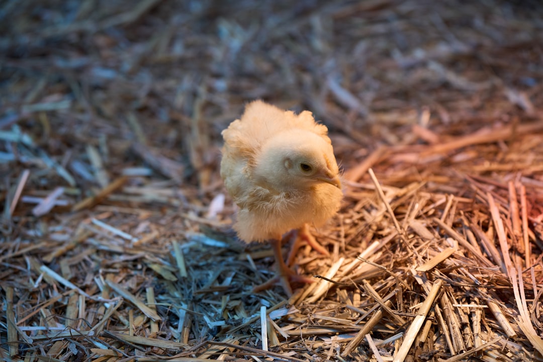 Growing phase housing