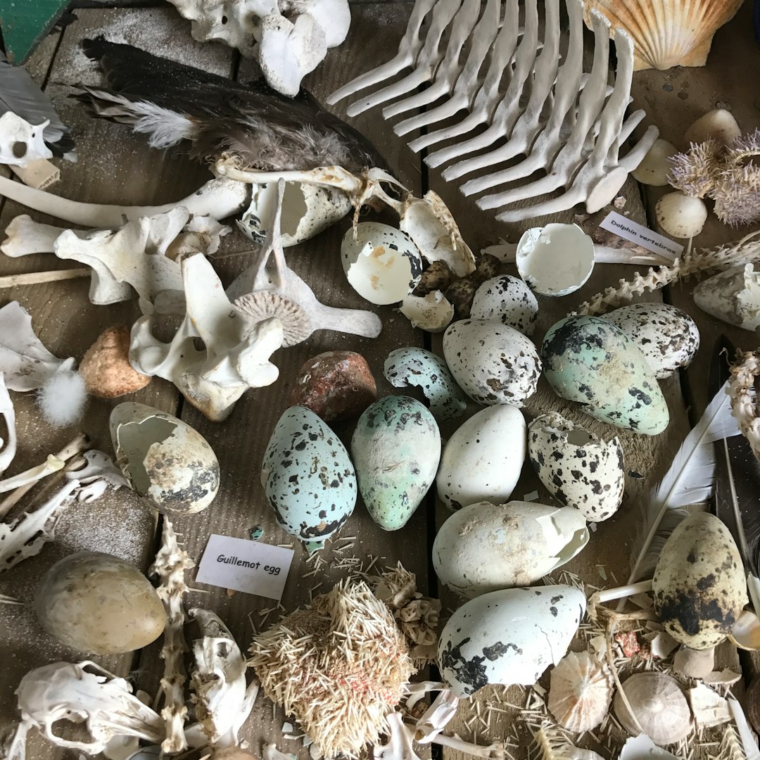 Egg collection process